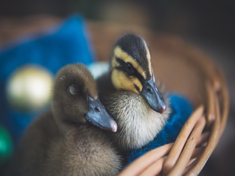 合肥试管做几代好,2024年合肥试管塞棉花塞（新生儿窒息 费用）